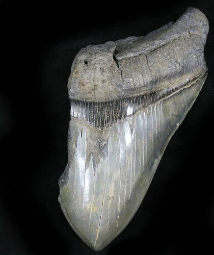 Partial Megalodon Tooth - South Carolina #27322